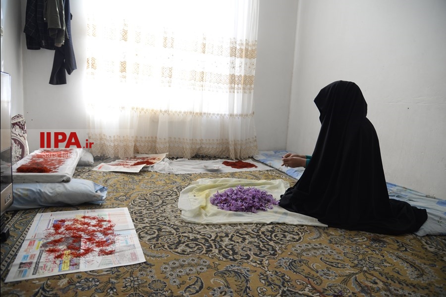   برداشت زعفران در تربت حیدریه 