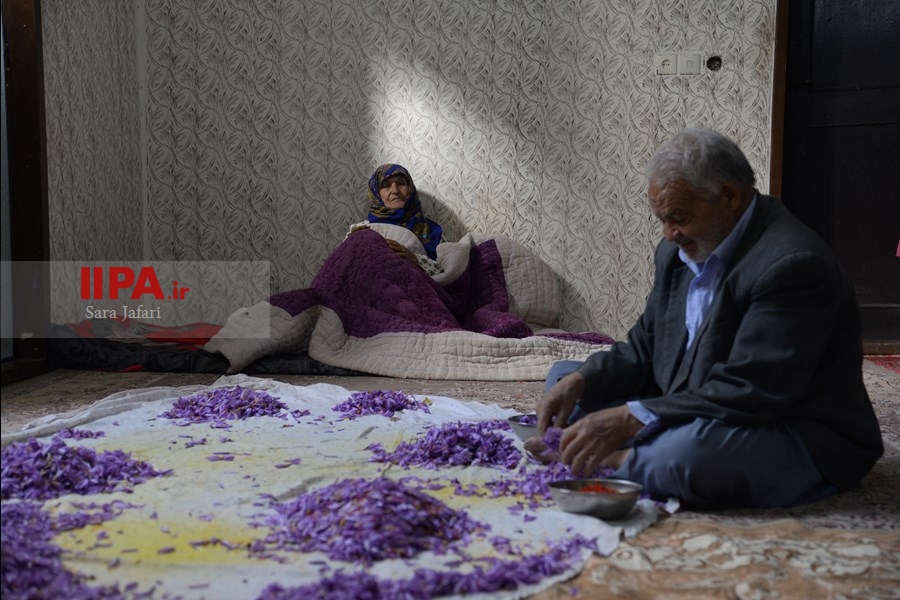   برداشت زعفران در تربت حیدریه 