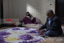   برداشت زعفران در تربت حیدریه 