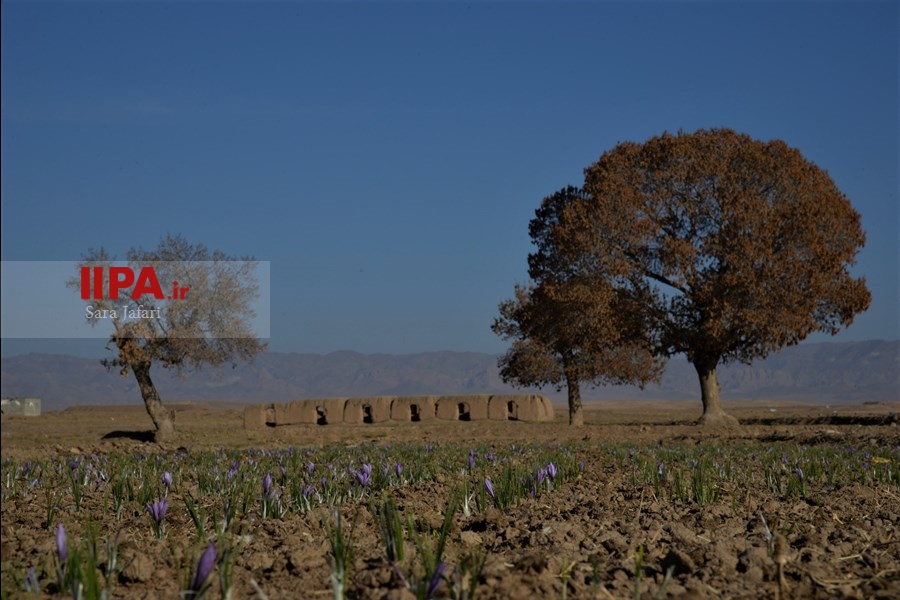   برداشت زعفران در تربت حیدریه 