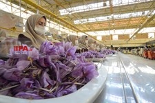   برداشت زعفران در تربت حیدریه 