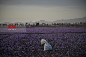 برداشت زعفران در تربت حیدریه