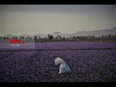 برداشت زعفران در تربت حیدریه