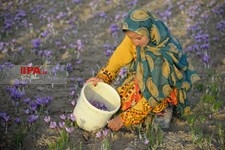   برداشت زعفران در تربت حیدریه 