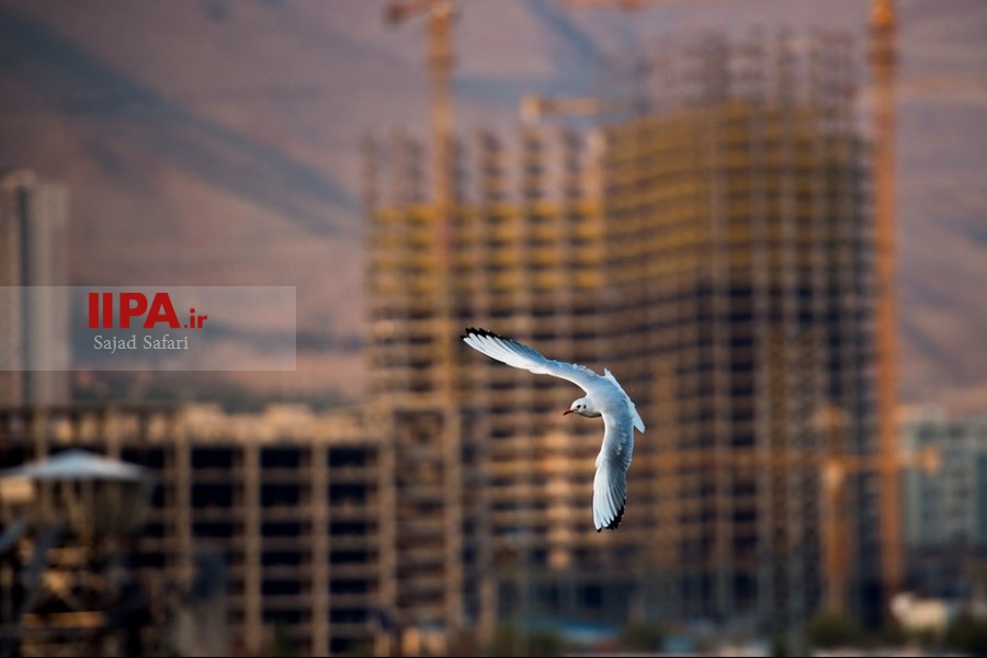   مهمانان سرزمین های شمالی درپایتخت