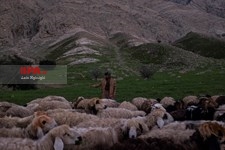   گسترش دامداری ها در خوزستان
