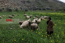   گسترش دامداری ها در خوزستان
