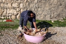   گسترش دامداری ها در خوزستان