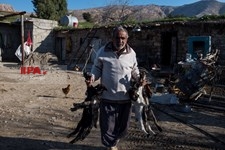   گسترش دامداری ها در خوزستان
