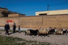   گسترش دامداری ها در خوزستان
