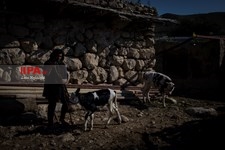   گسترش دامداری ها در خوزستان