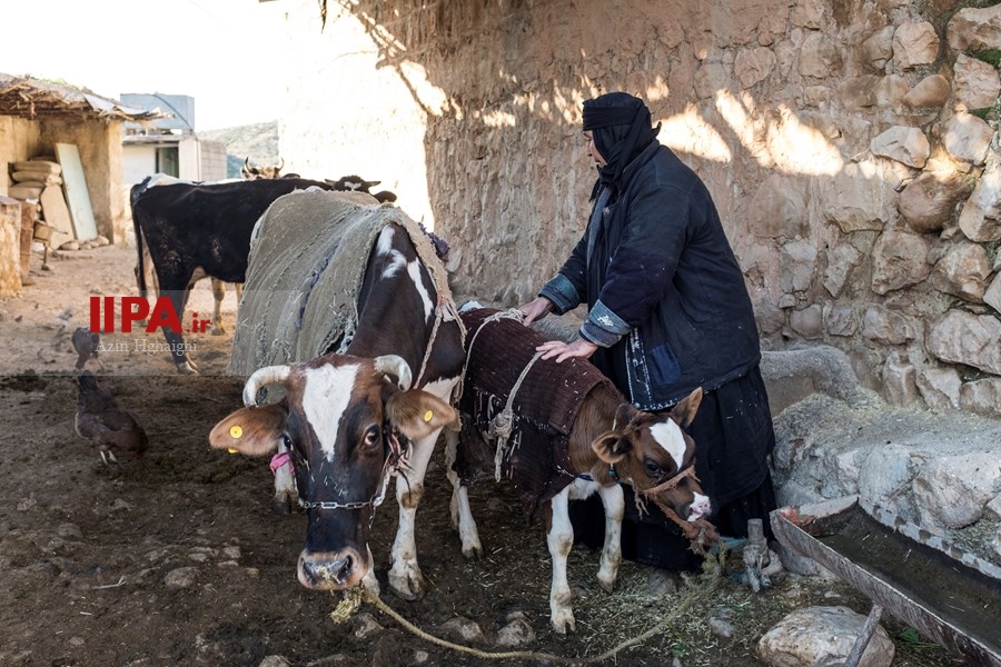   گسترش دامداری ها در خوزستان