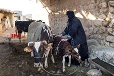   گسترش دامداری ها در خوزستان
