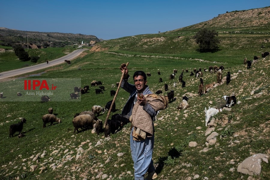   گسترش دامداری ها در خوزستان