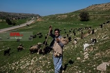   گسترش دامداری ها در خوزستان
