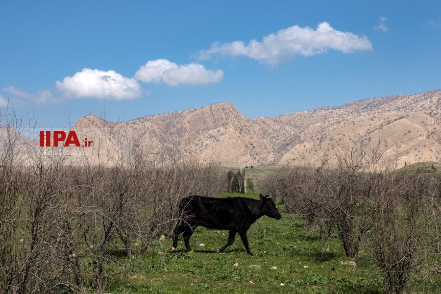   گسترش دامداری ها در خوزستان