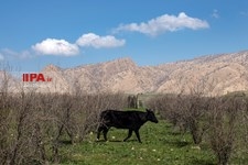   گسترش دامداری ها در خوزستان