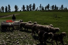   گسترش دامداری ها در خوزستان