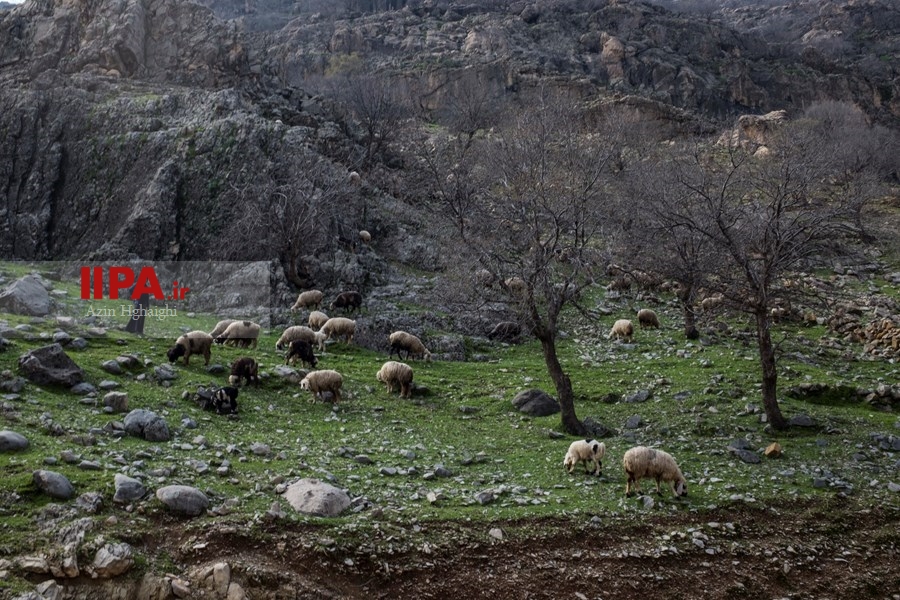   گسترش دامداری ها در خوزستان