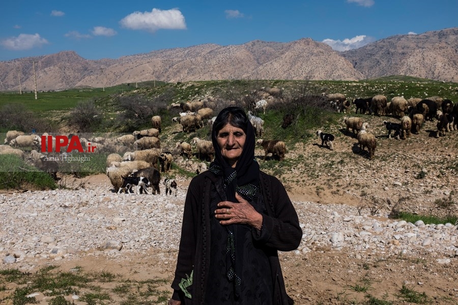   گسترش دامداری ها در خوزستان