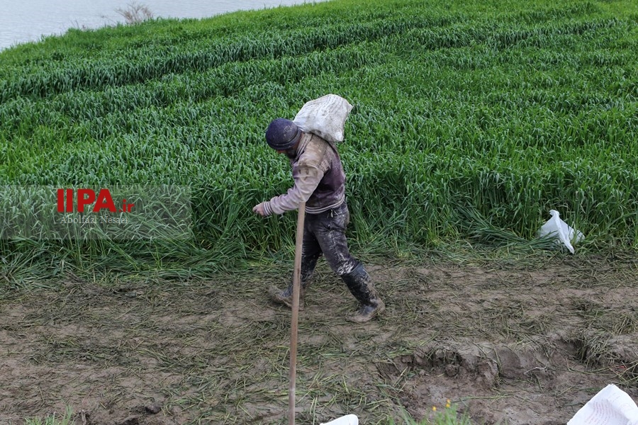   تلاش  برای نجات شهر گمیشان از سیل 