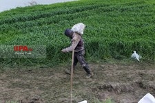  تلاش  برای نجات شهر گمیشان از سیل 