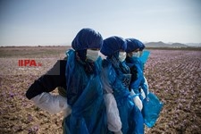   برداشت زعفران در تربت حیدریه