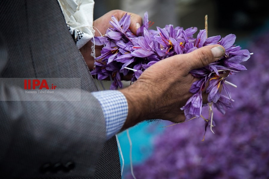   برداشت زعفران در تربت حیدریه