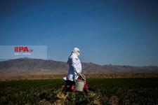   برداشت زعفران در تربت حیدریه