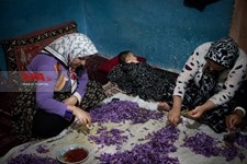   برداشت زعفران در تربت حیدریه