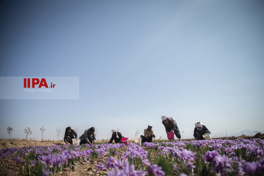   برداشت زعفران در تربت حیدریه