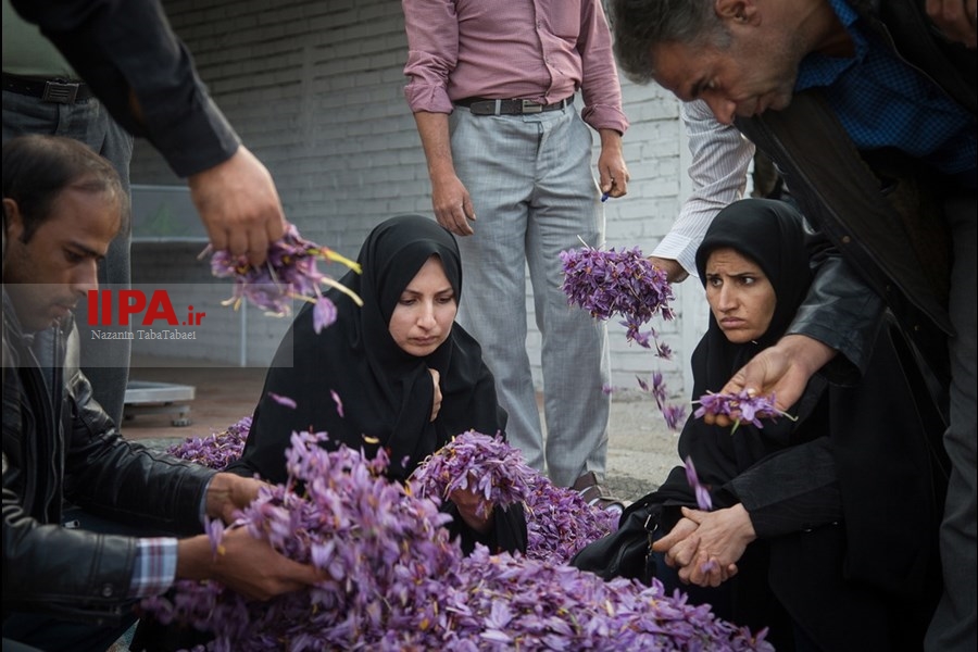   برداشت زعفران در تربت حیدریه