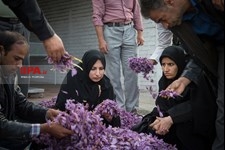   برداشت زعفران در تربت حیدریه