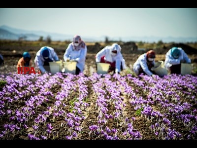 برداشت زعفران در تربت حیدریه