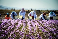   برداشت زعفران در تربت حیدریه