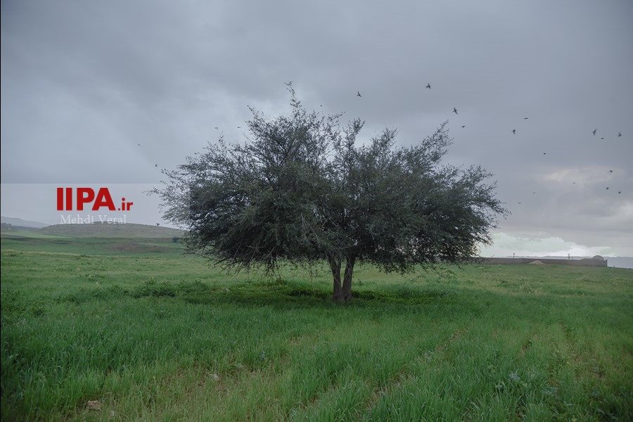   جا مانده یک زندگی