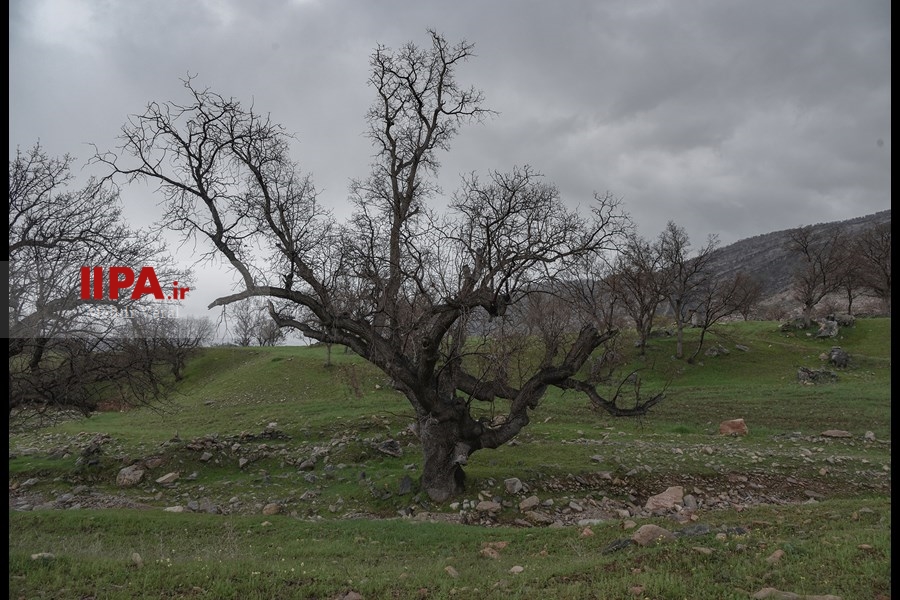   جا مانده یک زندگی