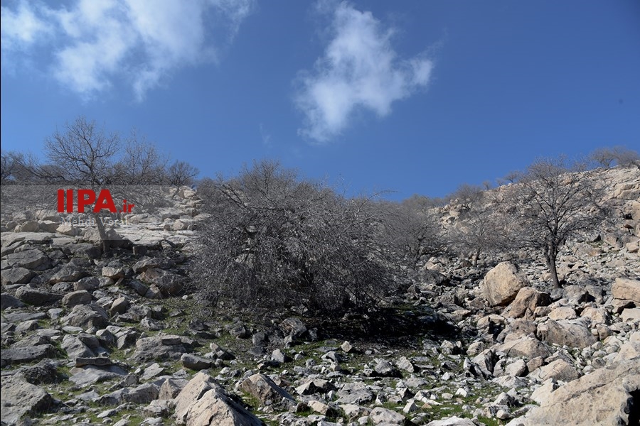   جا مانده یک زندگی