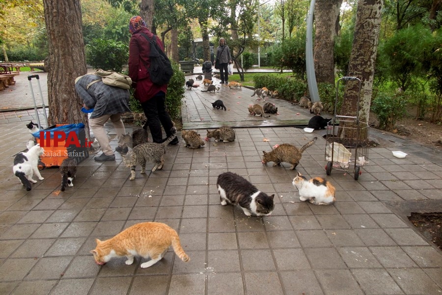   بارش باران پاییزی در تهران