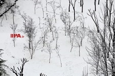   بارش برف زمستانی در تهران