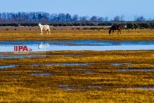   بوجاق میزبان مهاجران