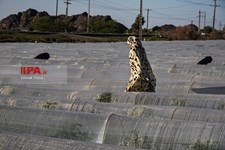   آنسوی گرما در قلعه گنج