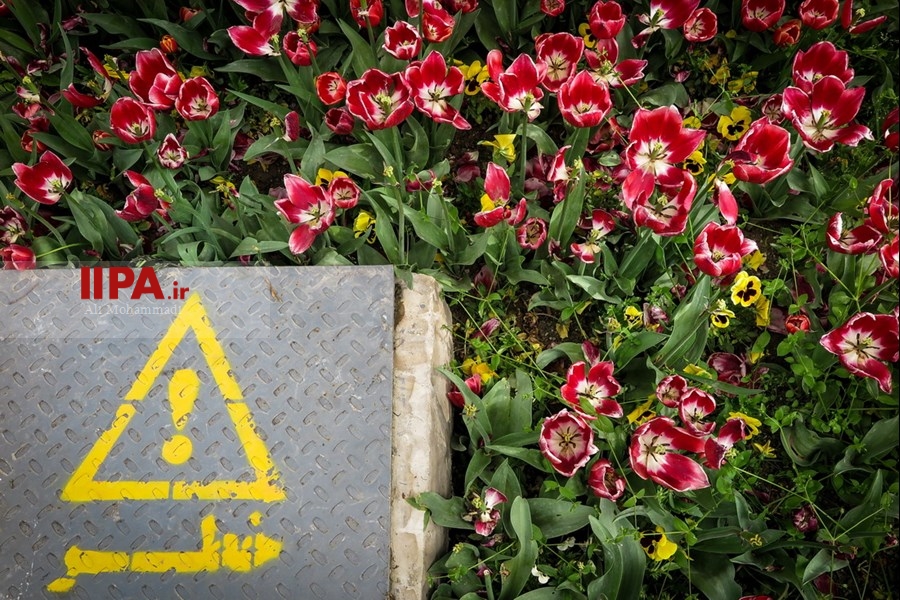   لاله های زیبای باغ ایرانی 