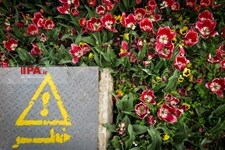   لاله های زیبای باغ ایرانی 