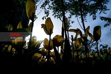   لاله های زیبای باغ ایرانی 