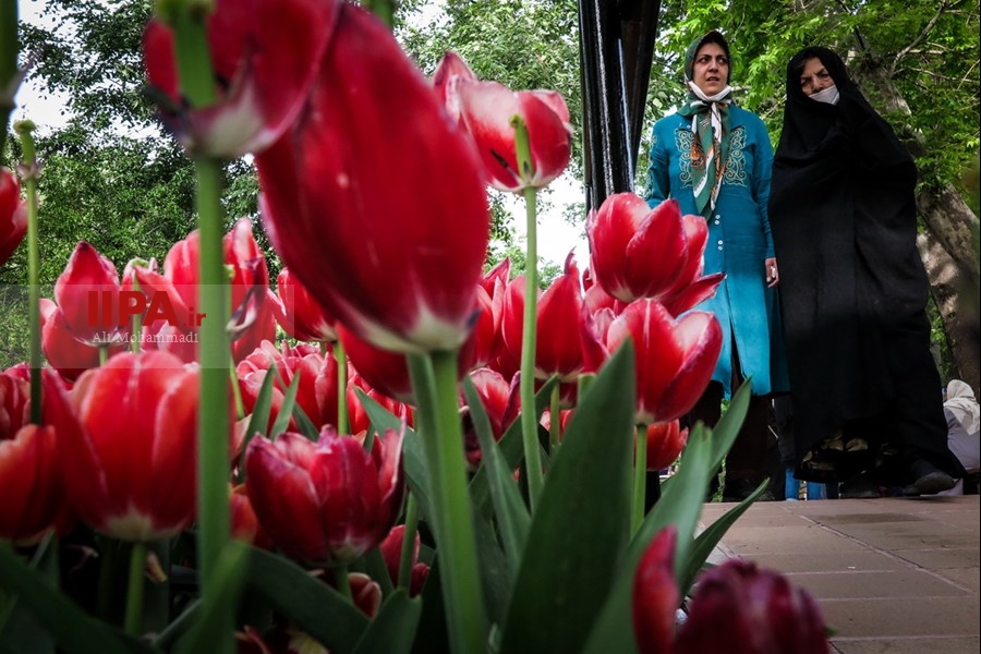   لاله های زیبای باغ ایرانی 