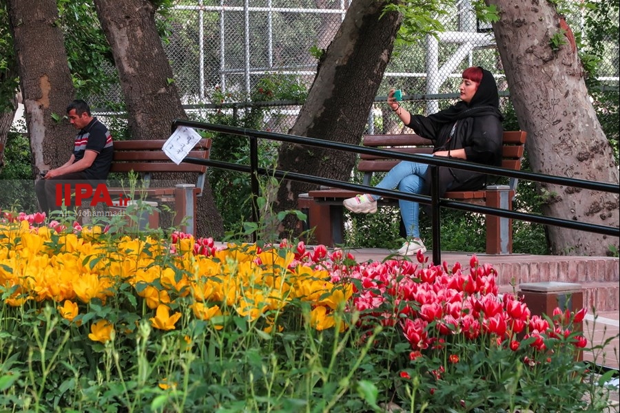   لاله های زیبای باغ ایرانی 