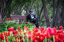   لاله های زیبای باغ ایرانی 