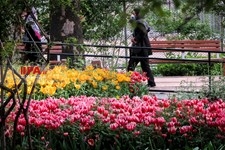   لاله های زیبای باغ ایرانی 
