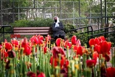   لاله های زیبای باغ ایرانی 